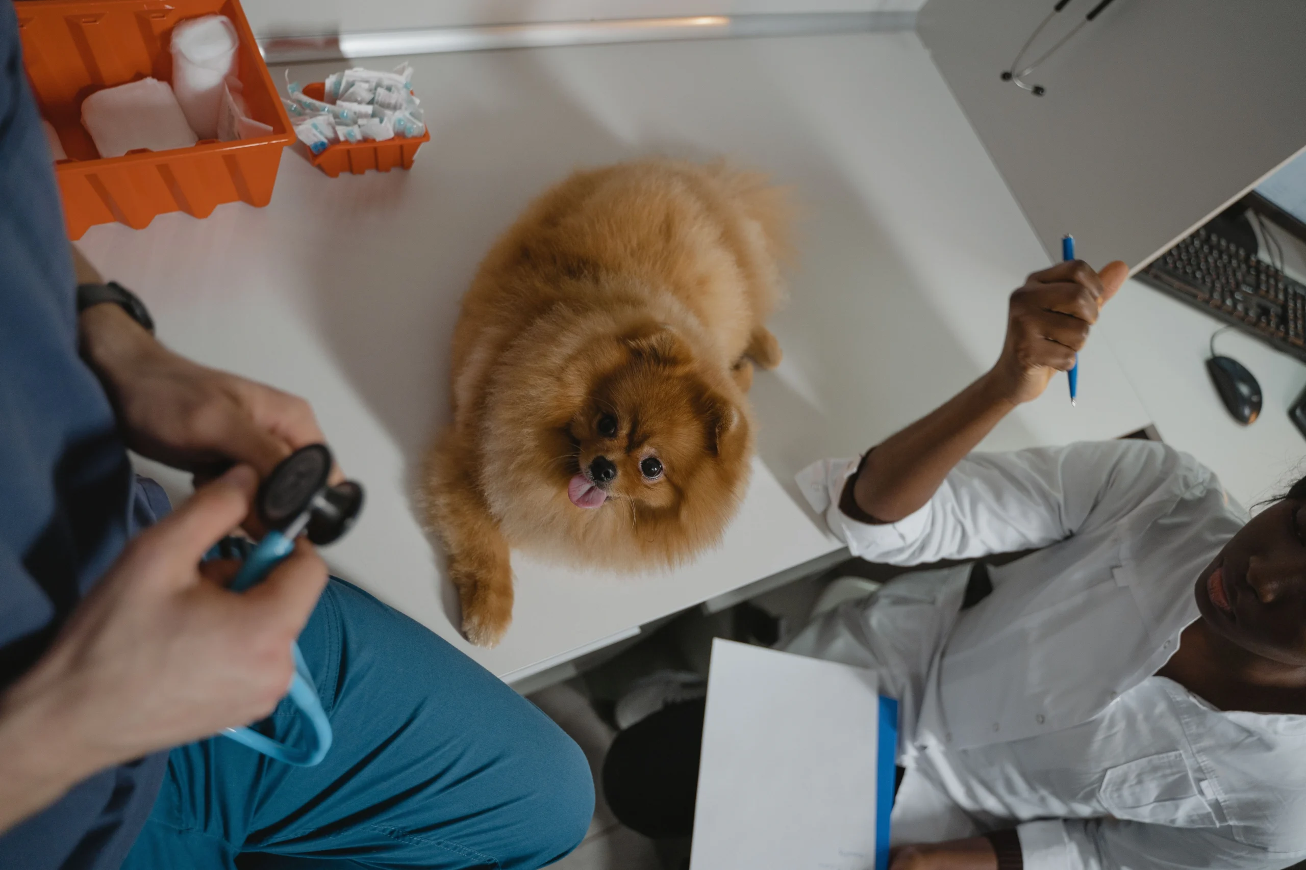 veterinary signal detection