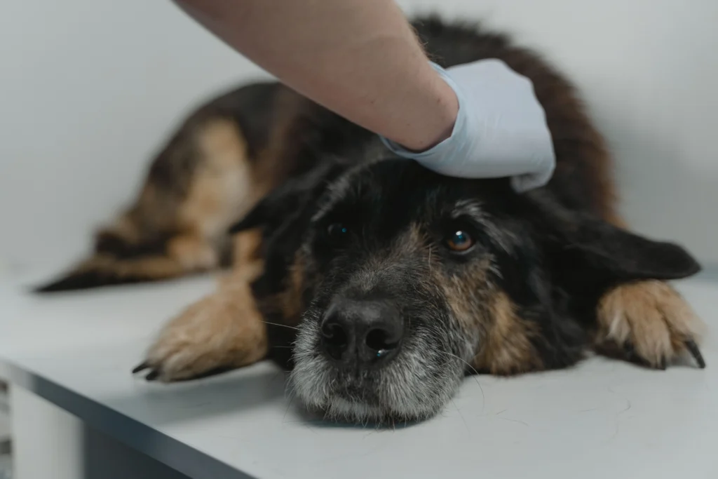 Which firms handle signal detection for veterinary drugs? A guide to veterinary signal detection services 1 veterinary signal detection