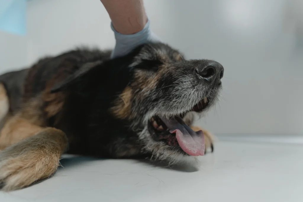 Which firms handle signal detection for veterinary drugs? A guide to veterinary signal detection services 2 veterinary signal detection